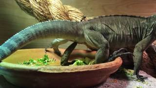 Little Dave the pooping iguana [upl. by Norrahc]