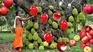 Easy ways to reproduce apples with jackfruit tree for beginners can do 100 [upl. by Collins436]