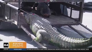 Florida Man runs over 11foot gator to save neighbor from attack [upl. by Manley]