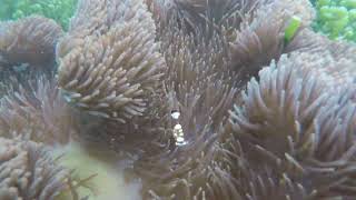 Clownfish Anemone Shrimp and Anemone Crab living together Fam Islands Raja Ampat Indonesia [upl. by Hadwin]