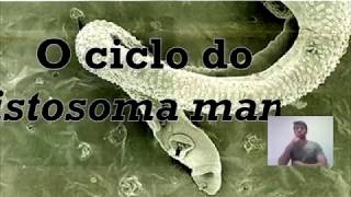 O ciclo do Schistosoma mansoni [upl. by Collayer956]