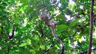 The common squirrel monkey Saimiri sciureus [upl. by Cornel]