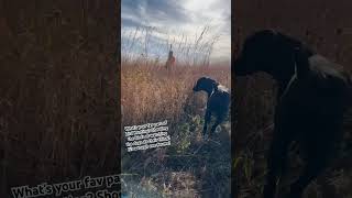 Pheasant season is here uplandhunting birdhunting dog hunt hunting pheasants iowa outdoors [upl. by Driscoll471]