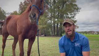 Training a OTTB Part 1 [upl. by Cutty]