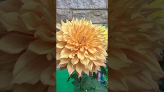 Everything Dahlias dahlias flowers gardening [upl. by Nassir]