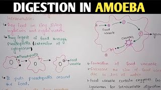 Digestion In Amoeba  Pseudopodia  Class 11 Biology [upl. by Niwled399]