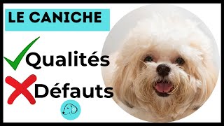 TOUT SAVOIR SUR LE CANICHE 👉 Caractéristiques  Qualités et Défauts [upl. by Lea]