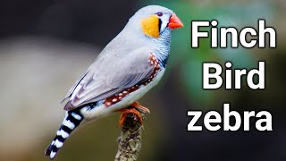 Zebra finches  🐦 [upl. by Ednargel]