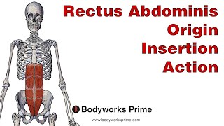 Rectus Abdominis Anatomy Origin Insertion amp Action [upl. by Lovash514]