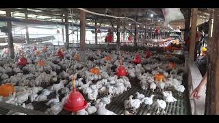 broiler chicken farm [upl. by Cadmar873]