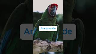 🌍5 ARARAS EM RISCO DE EXTINÇÃO CONHEÇA AS ESPÉCIES MAIS AMEAÇADAS 🦜 shortsvideo aves natureza [upl. by Oenire241]