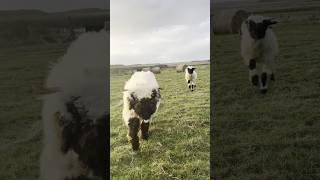 Valais Blacknose Sheep Running valaisblacknosesheep sheep [upl. by Eveiveneg]