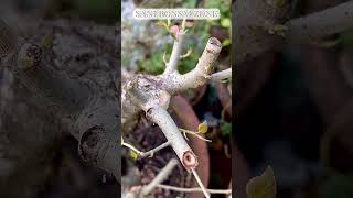 Ficus Rumphii Cutting  Bonsai Ttree  Sani Bonsai Zone music gardening garden [upl. by Leasa]