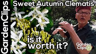 Sweet Autumn Clematis  Is it worth the risk  Growing fall blooming Clematis  Clematis terniflora [upl. by Avilla]