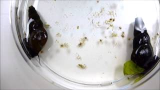 Snail releasing trematode cercaria [upl. by George581]