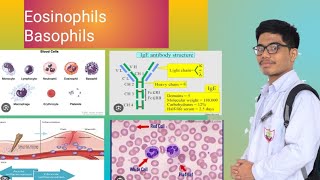 Eosinophils  Basophils Allergy  Inflammation [upl. by Flore800]