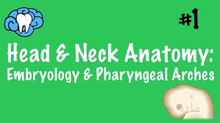 Head amp Neck Anatomy  Embryology amp Pharyngeal Arches  INBDE [upl. by Felicidad85]