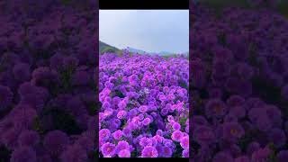 Michaelmas daisies flowers shortvideo beautifulflower nature [upl. by Alil]