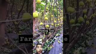 Big Farming Techniques farming agriculture fruit satisfying garden [upl. by Bud]