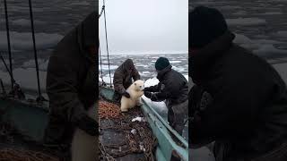 🐻‍❄️ Tiny Polar Bears Heartwarming Rescue 😍 PolarBearRescue WildlifeConservation ArcticAnimals [upl. by Meggy]