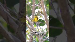 Neotropical bird migration is heating up over Southern Florida birding bird migration 2024 [upl. by Mindy]