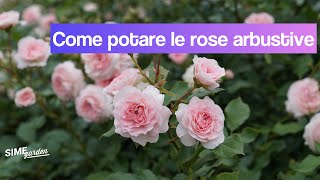 Potatura rose come si potano le rose a cespuglio potare le rose [upl. by Negris]