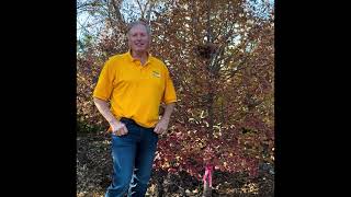 🌳Professor PlantRight discusses a collector tree Vanessa Persian Parrotia [upl. by Salman]