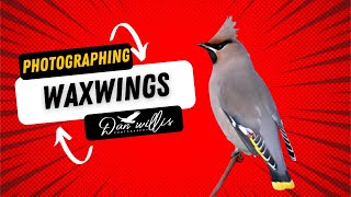 WAXWING [upl. by Eliathan]