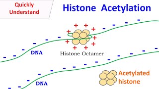 Histone Acetylation [upl. by Annoit189]