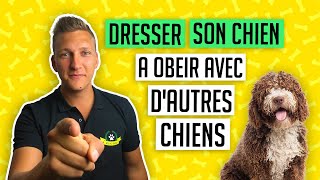 EDUCATION DU CHIOT  LE RAPPEL AVEC DAUTRES CHIENS [upl. by Neuberger980]