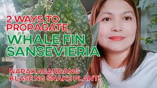 Vlog 28 Whale Fin Sansevieria Propagation [upl. by Valenza]