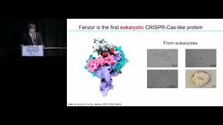 FANZOR IS A EUKARYOTIC PROGRAMMABLE RNAGUIDED ENDONUCLEASE [upl. by Nagol457]