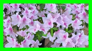 How To Grow Azaleas in Containers How To Care For Potted Azaleas [upl. by Bascomb]