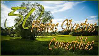 50 Plantas Silvestres Comestibles [upl. by Nnahgiel]