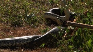 Male Pythons Fighting over a Female Australia [upl. by Atilam728]