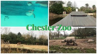 CHESTER ZOO VLOG  NOVEMBER 2024 [upl. by Gardner]