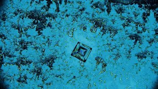 Salt Crystal Growth Zooming in to the microscopic level [upl. by Sigismondo358]