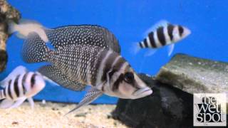 Black Calvus Altolamprologus calvus [upl. by Lean]