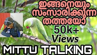 PARROT TALKING MALAYALAM ഇങ്ങനെയും സംസാരിക്കുന്ന തത്തകൾparrottalkingmalayalammittutalkingmalayalam [upl. by Claudy]