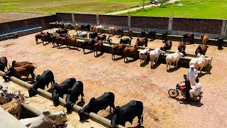 Biggest Cattle Farm Sialkot  Cattle Farming tips 2023  Bachra Farming in Pakistan  By Asim Faiz [upl. by Doralin260]