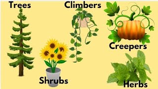 types of plants  types of plants for kids  different types of plants [upl. by Ennalyrehc]