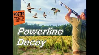 Almost Limited in a Tobacco Field  BARREL CAM Dove Hunting NC [upl. by Staten]