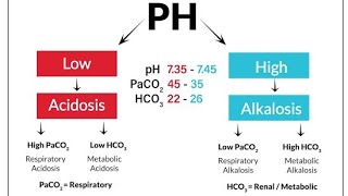 Acidocis and AlkalosisRespiratory vs Metabolic [upl. by Kaitlynn706]