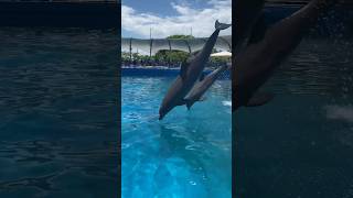 Dolphins and more at Miami Seaquarium [upl. by Cristi]