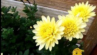 Chrysanthemen🌸🏵🌼🌸 sorgen für Farbtupfer im herbstlichen Garten 🥰💐21102024⛅🙋‍♀️ [upl. by Perr]