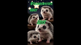 🦔 Wusstest du das über Igel 🦔 [upl. by Eng]