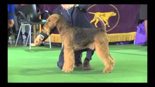 Airedales Westminster 2016 [upl. by Aliban]