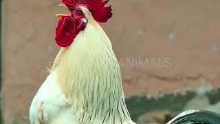 ROOSTER CROWING COMPILATION 2022  rooster sounds [upl. by Gillett]