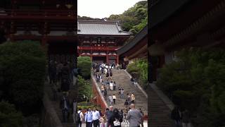 TSURUGAOKA HACHIMANGU in KAMAKURA [upl. by Hsivat]