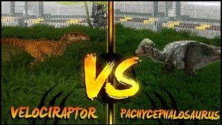 Dinosaur Battles  Velociraptor Vs Pachycephalosaurus  Jurassic Park  Operation Genesis [upl. by Etnaled881]